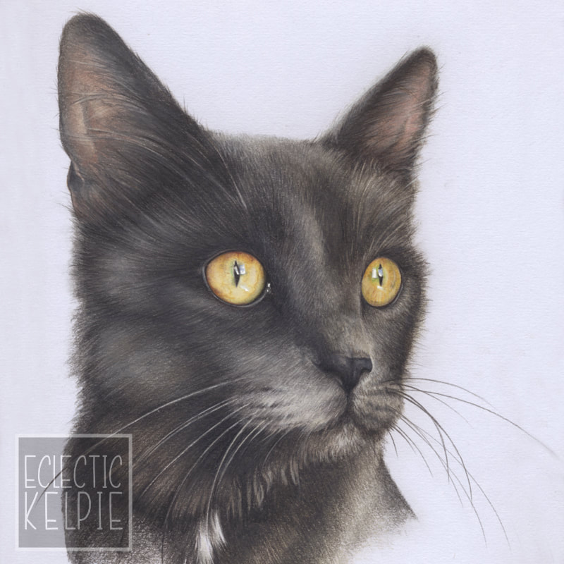 Commission animal portrait in coloured pencil by Arla Kean of Eclectic Kelpie