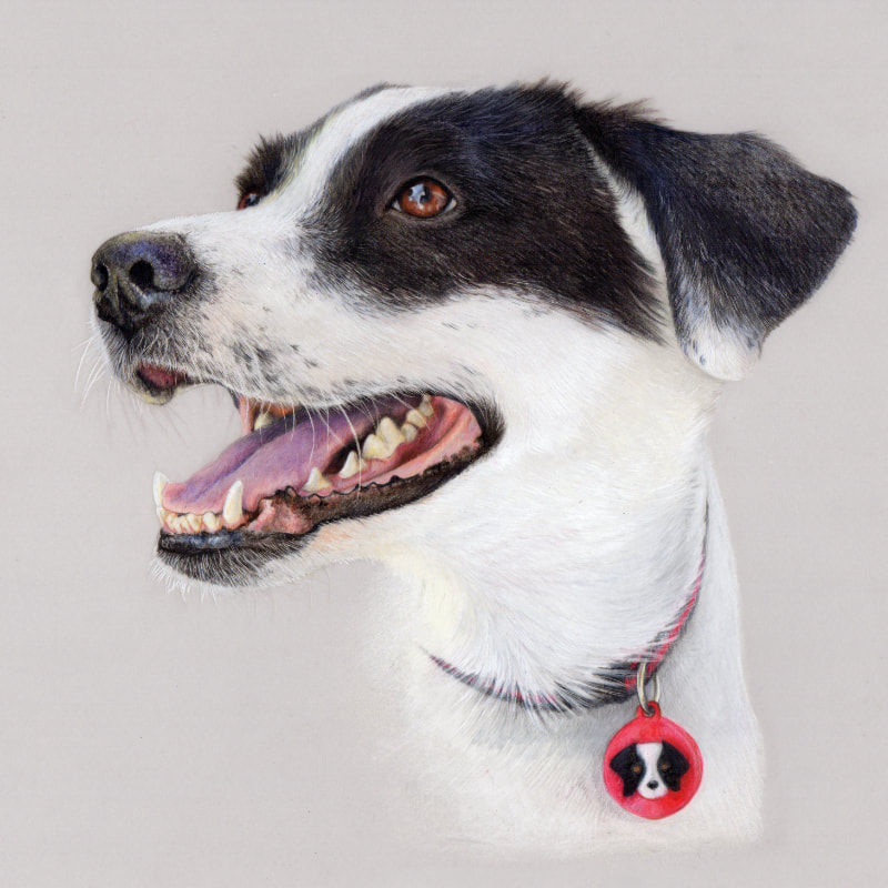Commission animal portrait in coloured pencil by Arla Kean of Eclectic Kelpie