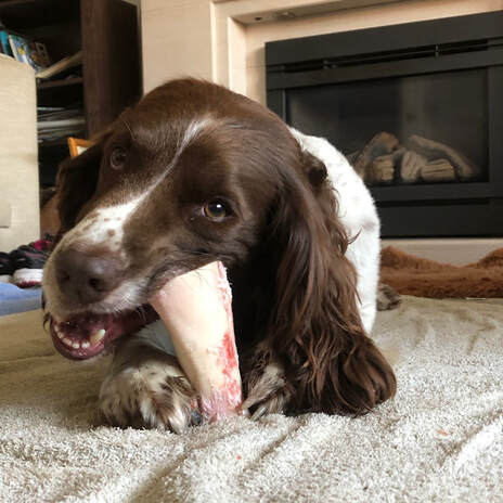 Springer Spaniel chewing a bone in the living room