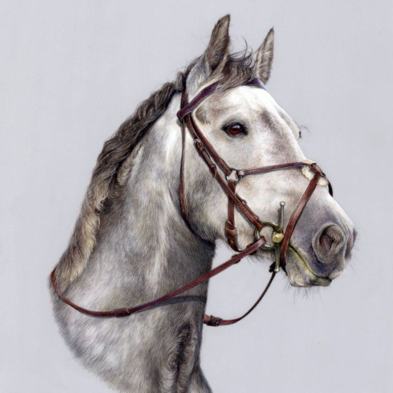 Commission animal portrait in coloured pencil by Arla Kean of Eclectic Kelpie