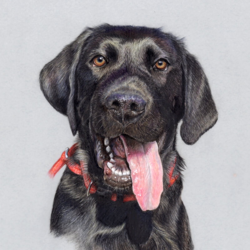 Commission animal portrait in coloured pencil by Arla Kean of Eclectic Kelpie