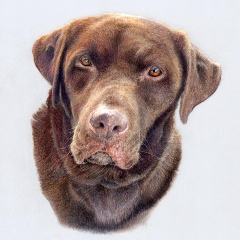 Commission animal portrait in coloured pencil by Arla Kean of Eclectic Kelpie