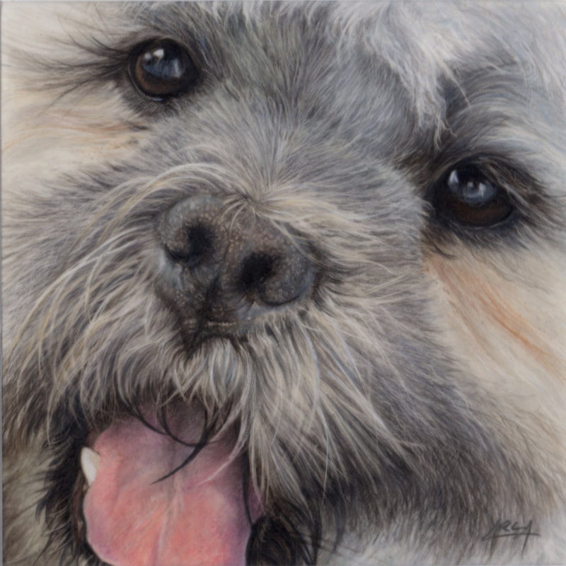 Commission animal portrait in coloured pencil by Arla Kean of Eclectic Kelpie