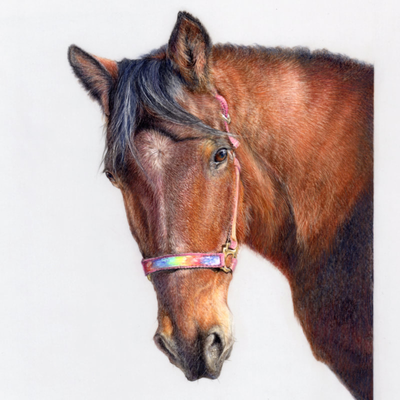 Commission animal portrait in coloured pencil by Arla Kean of Eclectic Kelpie