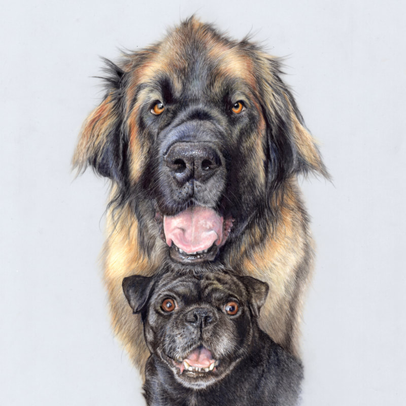 Commission animal portrait in coloured pencil by Arla Kean of Eclectic Kelpie