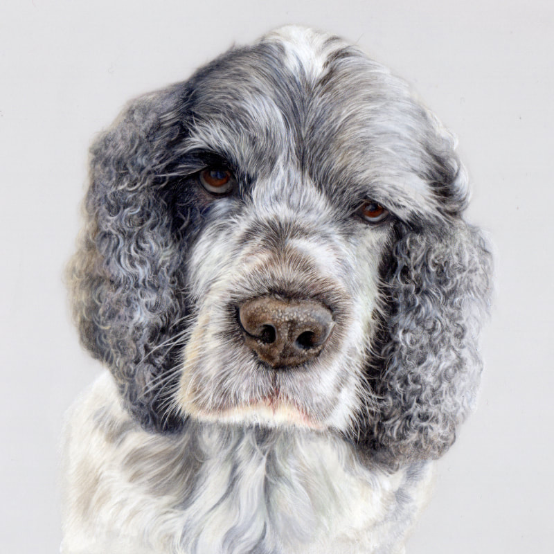 Commission animal portrait in coloured pencil by Arla Kean of Eclectic Kelpie