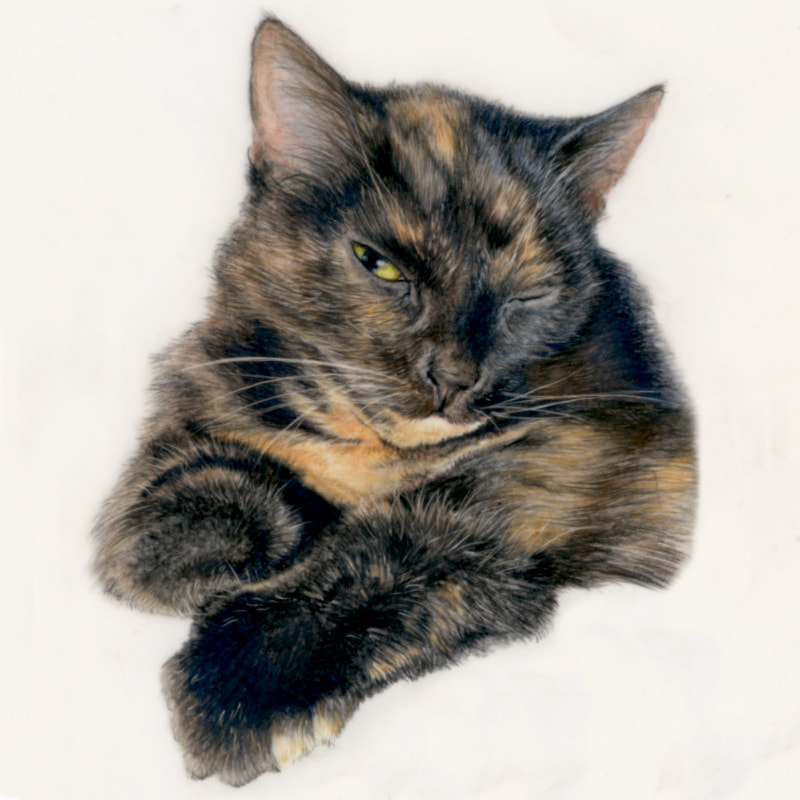 Commission animal portrait in coloured pencil by Arla Kean of Eclectic Kelpie