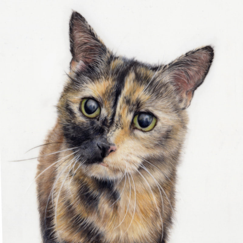 Commission animal portrait in coloured pencil by Arla Kean of Eclectic Kelpie