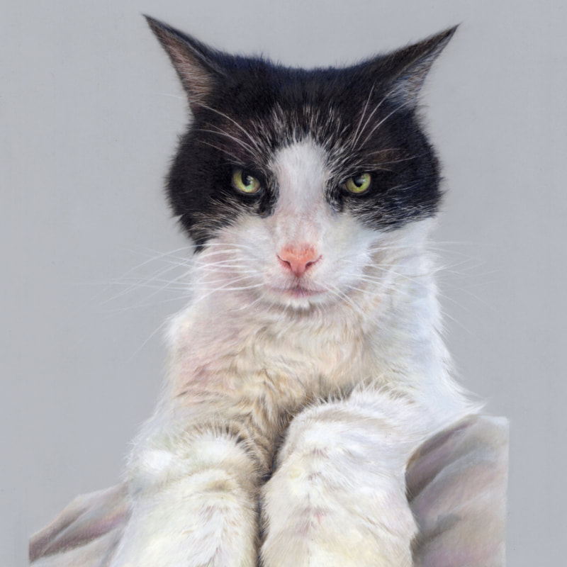 Commission animal portrait in coloured pencil by Arla Kean of Eclectic Kelpie